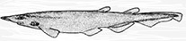Apristurus laurussonii _01.jpg